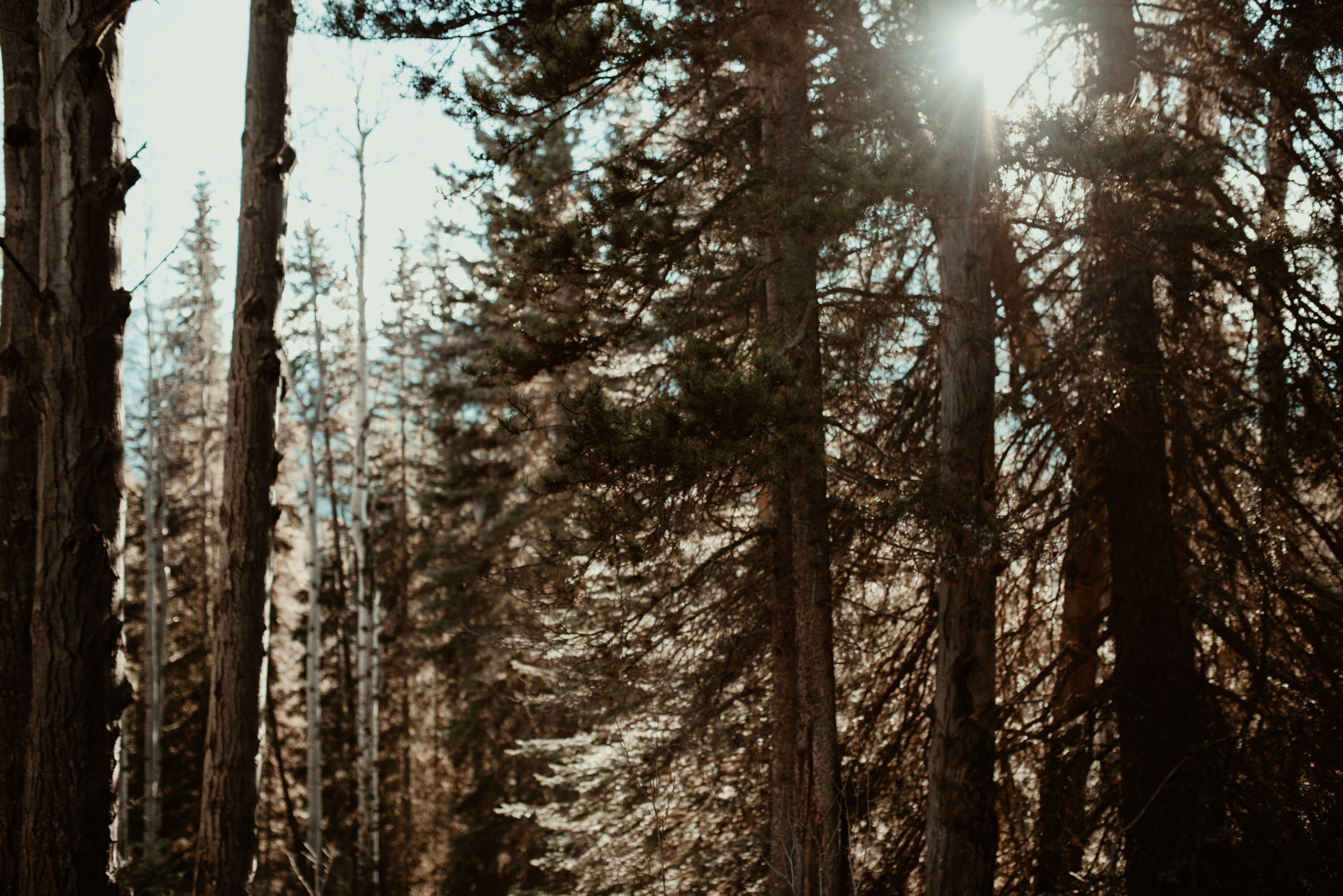 Sun shining through pines in Banff