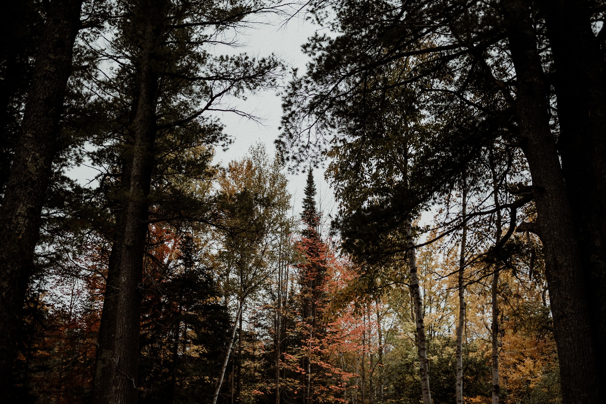 Copper Harbor MI trees