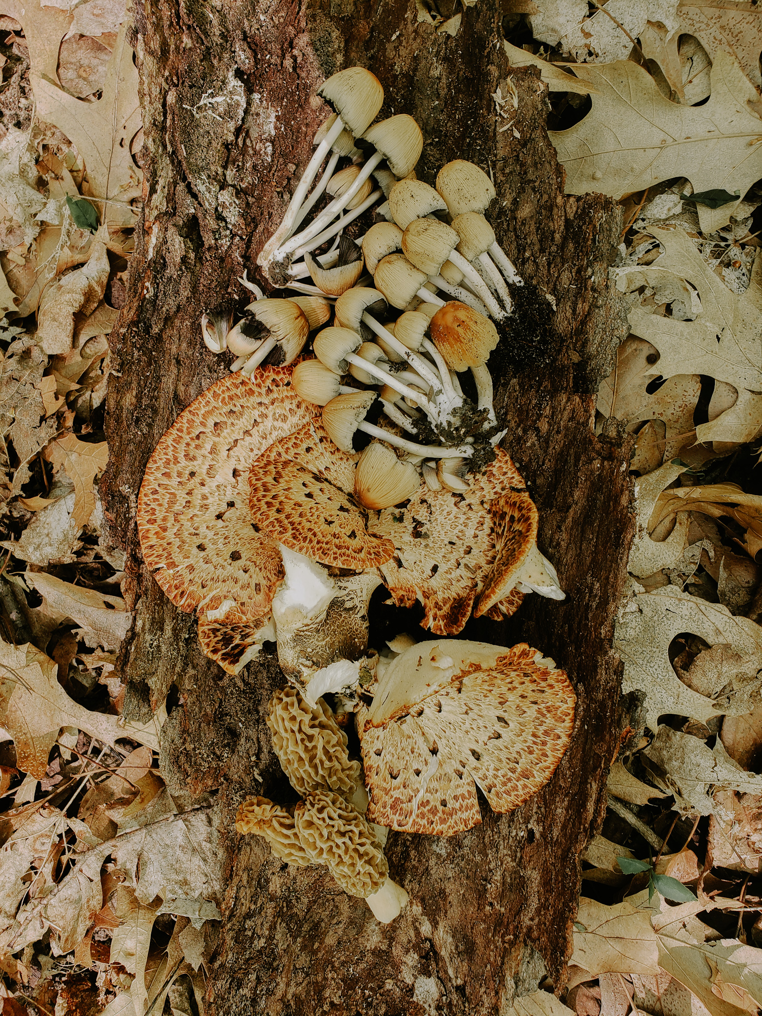 Assortment of wild mushrooms I found.