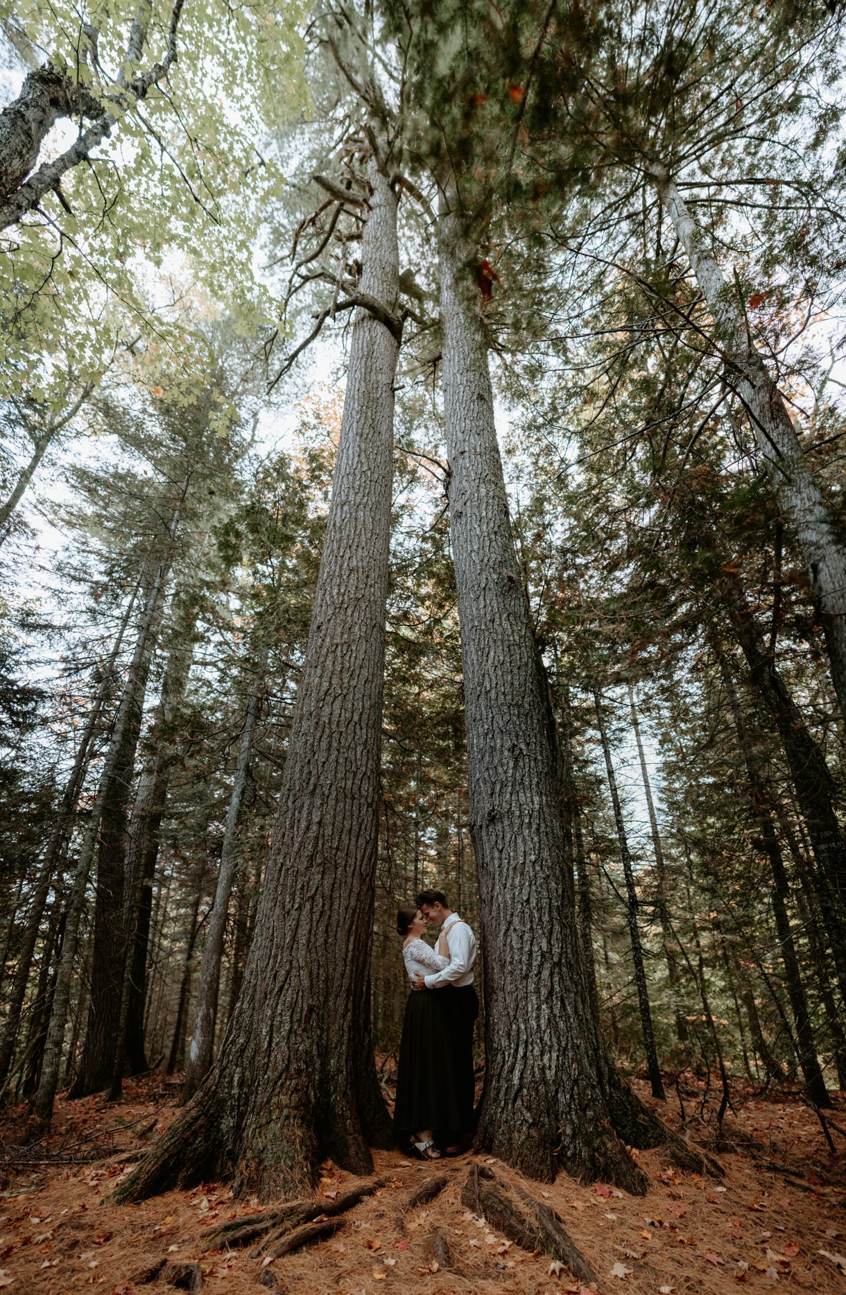 A couple is resting their heads together in a romantic moment between two giant white pine trees at Estivant Pines.