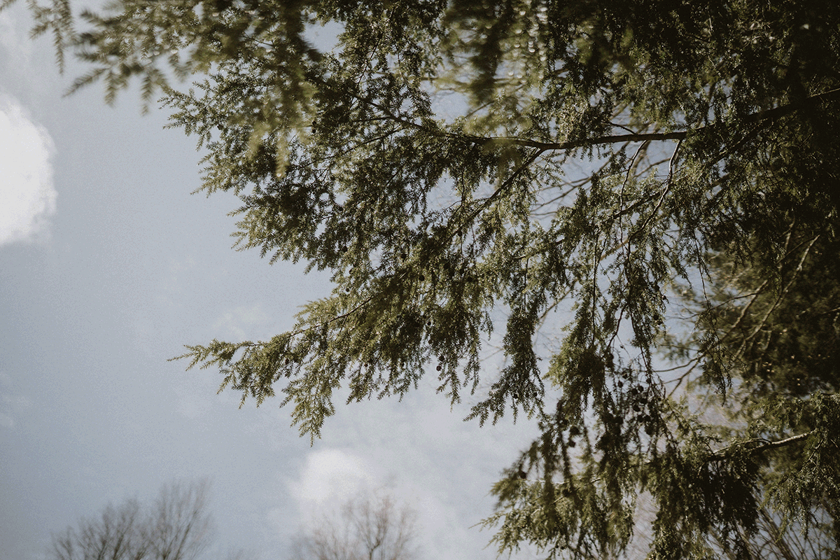 A moving image of pine tree branches swaying in the breeze on Michigan's Keweenaw Peninsula.